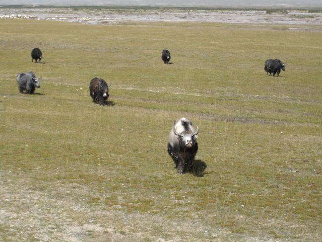  2006:09:05 02:26:53   Yaks a.jpg